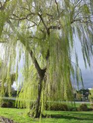 Salix ×pendulina f. pendulina. Tree form and pendent outer branches.
 Image: D. Glenny © Landcare Research 2020 CC BY 4.0